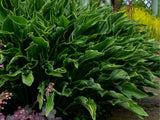Trvalky Hosta Praying Hands(3)