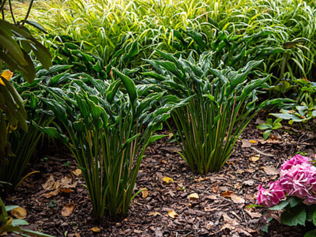 Trvalky Hosta Praying Hands(4)