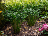 Trvalky Hosta Praying Hands(4)