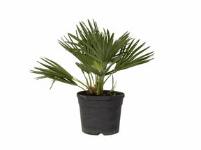 Palmy Chamaerops Vulcano