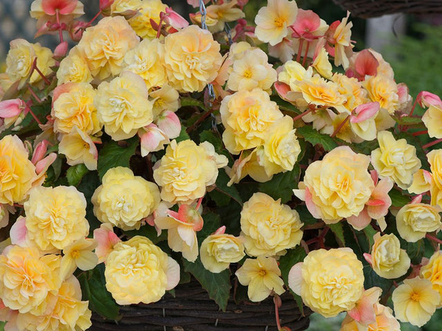 Letničky a balkónové kvety Begónia 'Sweet Spice Yellow'(3)