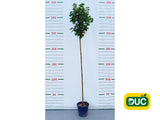 Dreviny na kmienku Javor mliečny Globosum na 210 220cm kmeni(2)