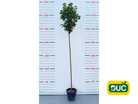 Dreviny na kmienku Javor mliečny Globosum na 210 220cm kmeni(2)