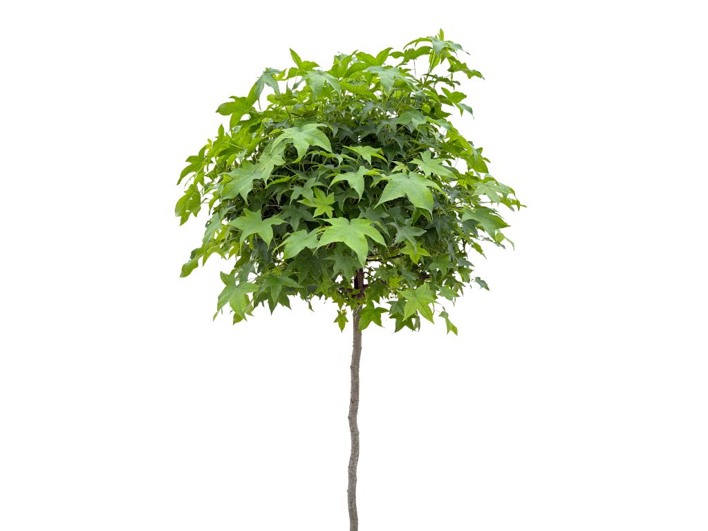 Dreviny na kmienku Ambrovník styraxový GUM BALL na 140 150cm kmeni(4)