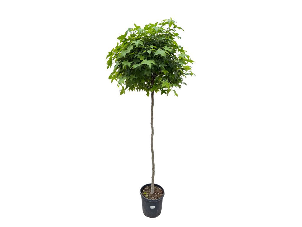 Dreviny na kmienku Ambrovník styraxový GUM BALL na 140 150cm kmeni(9)