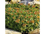 Rozchodník kamčatský Variegatum - Sedum kamtschaticum, kont. 0,5 l