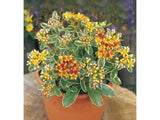 Rozchodník kamčatský Variegatum - Sedum kamtschaticum, kont. 0,5 l