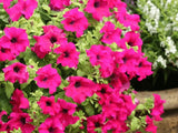 Letničky a balkónové kvety Petúnia Surfinia Giant Purple(1)