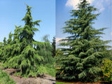 Cedr himálajský rozvětvený, výška 90–130 cm, květináč 9 l