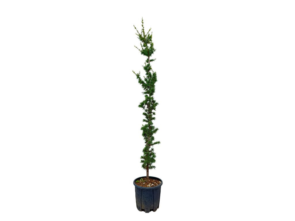 Okrasné stromy Céder libanonský Fastigiata 130 160 cm rozvetvený(4)