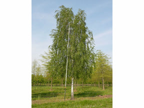 Dreviny na kmienku Breza previsnutá na kmienku 300 400 cm(1)