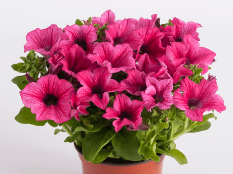 Letničky a balkónové kvety Petúnia Surfinia Hot Pink (1)