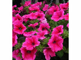 Letničky a balkónové kvety Petúnia Surfinia Hot Pink (4)