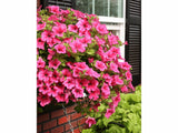 Letničky a balkónové kvety Petúnia Surfinia Hot Pink (5)