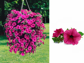 Letničky a balkónové kvety Petúnia Surfinia Hot Pink