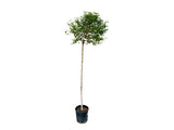 Dreviny na kmienku Breza previsnutá MAGICAL GLOBE na 120 140cm kmeni(3)