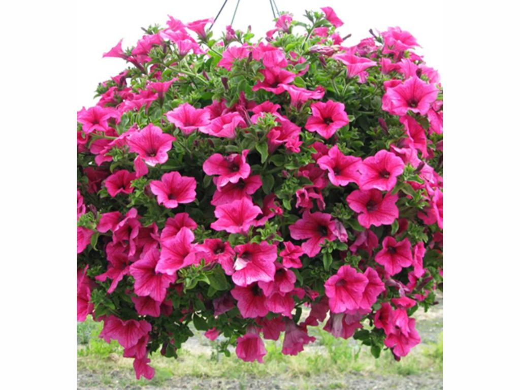 Letničky a balkónové kvety Petúnia Surfinia Hot Pink (3)