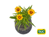 Trvalky Krásnoočko Solanna Bright Touch(2)