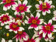 Trvalky Krásnoočko Sunstar Rose(4)
