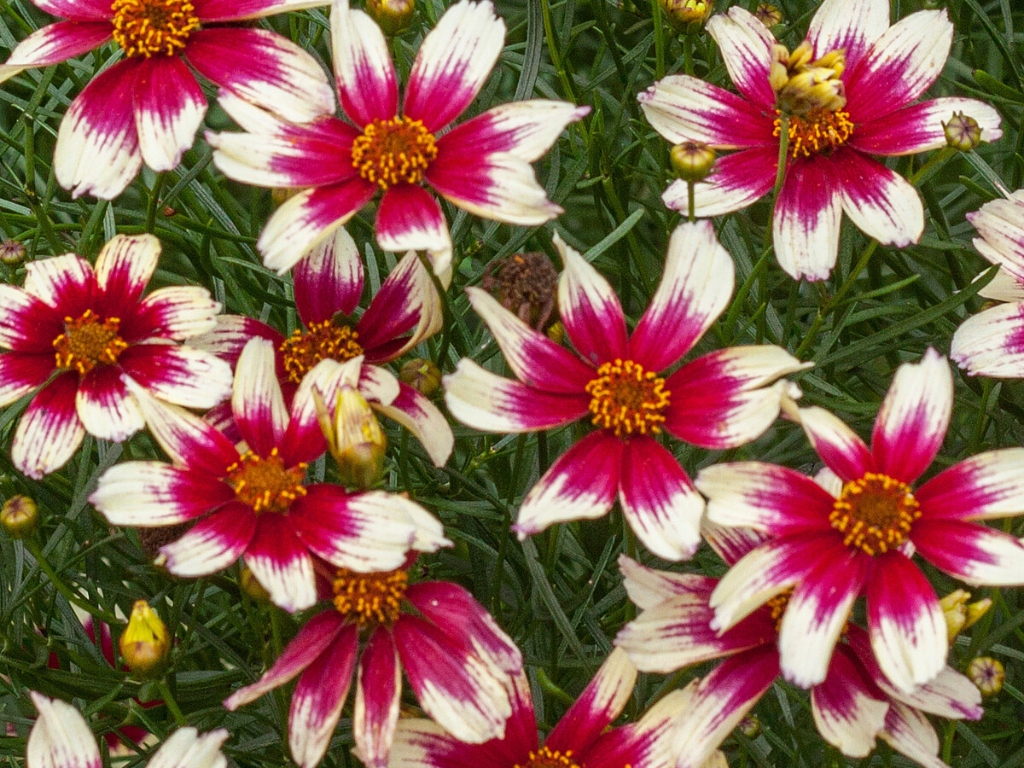 Trvalky Krásnoočko Sunstar Rose(4)