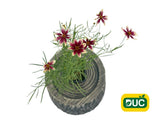 Trvalky Krásnoočko Sunstar Rose(2)