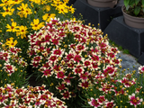 Trvalky Krásnoočko Sunstar Rose(3)
