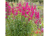 Dračík Andenken an Frederik Hahn - Penstemon, kont. 1 l