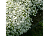 Trvalky ducplant(39)