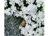 Trvalky ducplant(41)