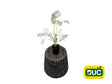 Bylinky Fenikel obyčajný Green Pincher Foeniculum, kont. 0,5 l