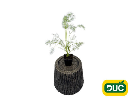 Bylinky Fenikel obyčajný Green Pincher Foeniculum, kont. 0,5 l