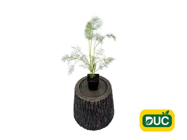 Bylinky Fenikel obyčajný Green Pincher Foeniculum, kont. 0,5 l