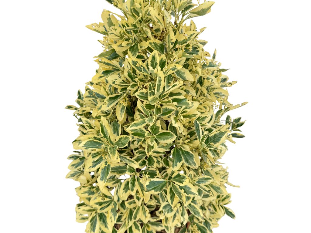 Okrasné kry Bršlen japonský BRAVO 80-120 cm(6)