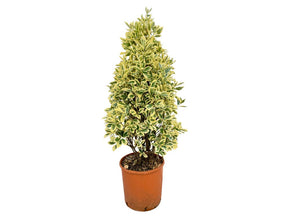 Okrasné kry Bršlen japonský BRAVO 80-120 cm