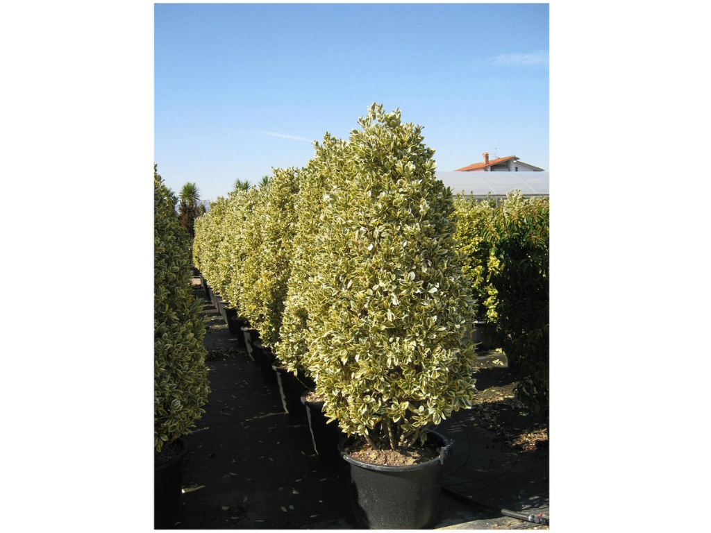 Okrasné kry Bršlen japonský BRAVO 80-120 cm(3)
