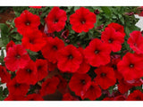 Letničky a balkónové kvety Petúnia Veranda Scarlet(2)