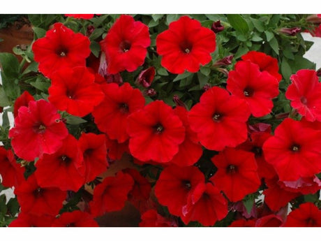 Letničky a balkónové kvety Petúnia Veranda Scarlet(2)