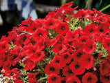 Letničky a balkónové kvety Petúnia Veranda Scarlet(1)