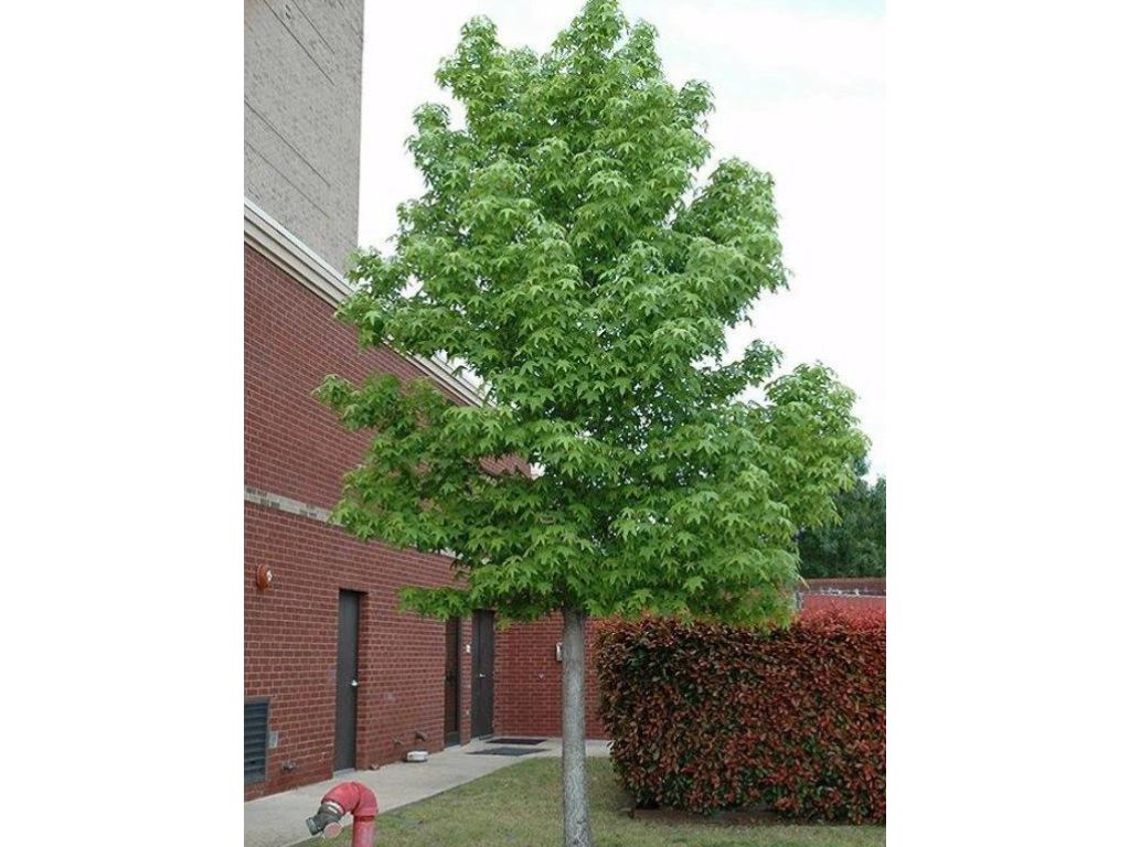Okrasné stromy Ambrovník styraxový 240 260 cm rozvetvený(6)