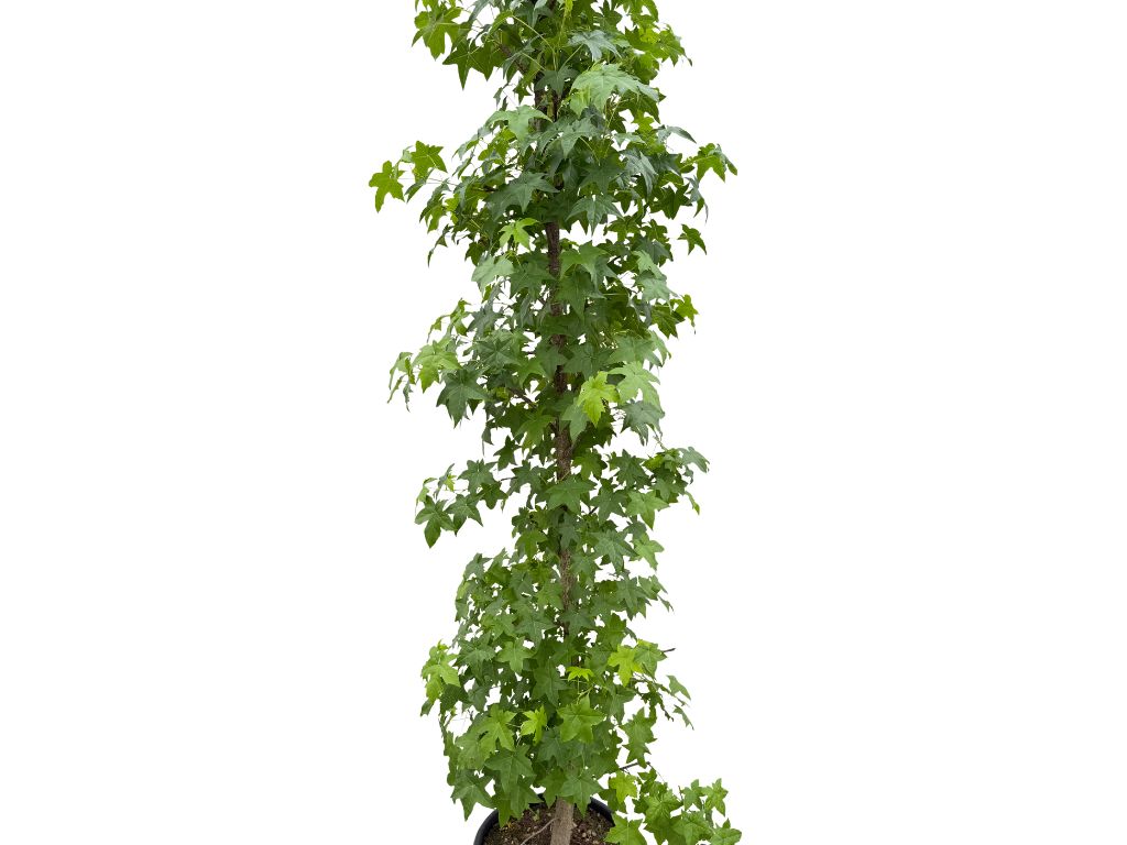 Okrasné stromy Ambrovník styraxový 240 260 cm rozvetvený(4)