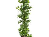 Okrasné stromy Ambrovník styraxový 240 260 cm rozvetvený(4)