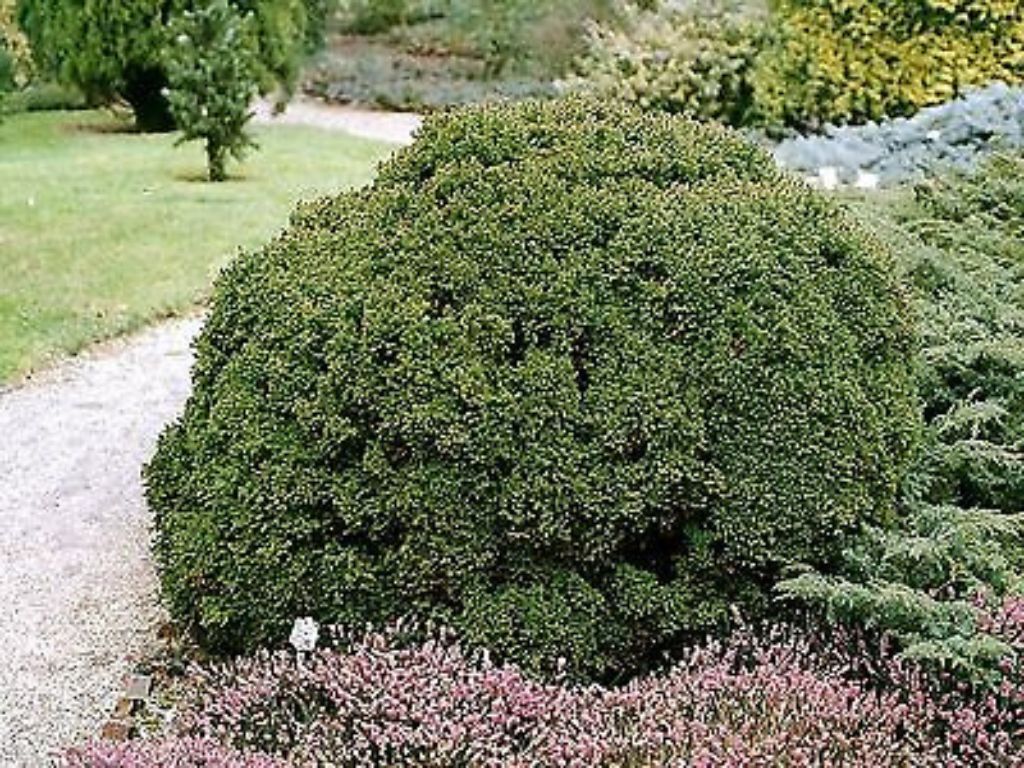 okrasne dreviny ducplant(6)