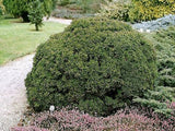 okrasne dreviny ducplant(6)