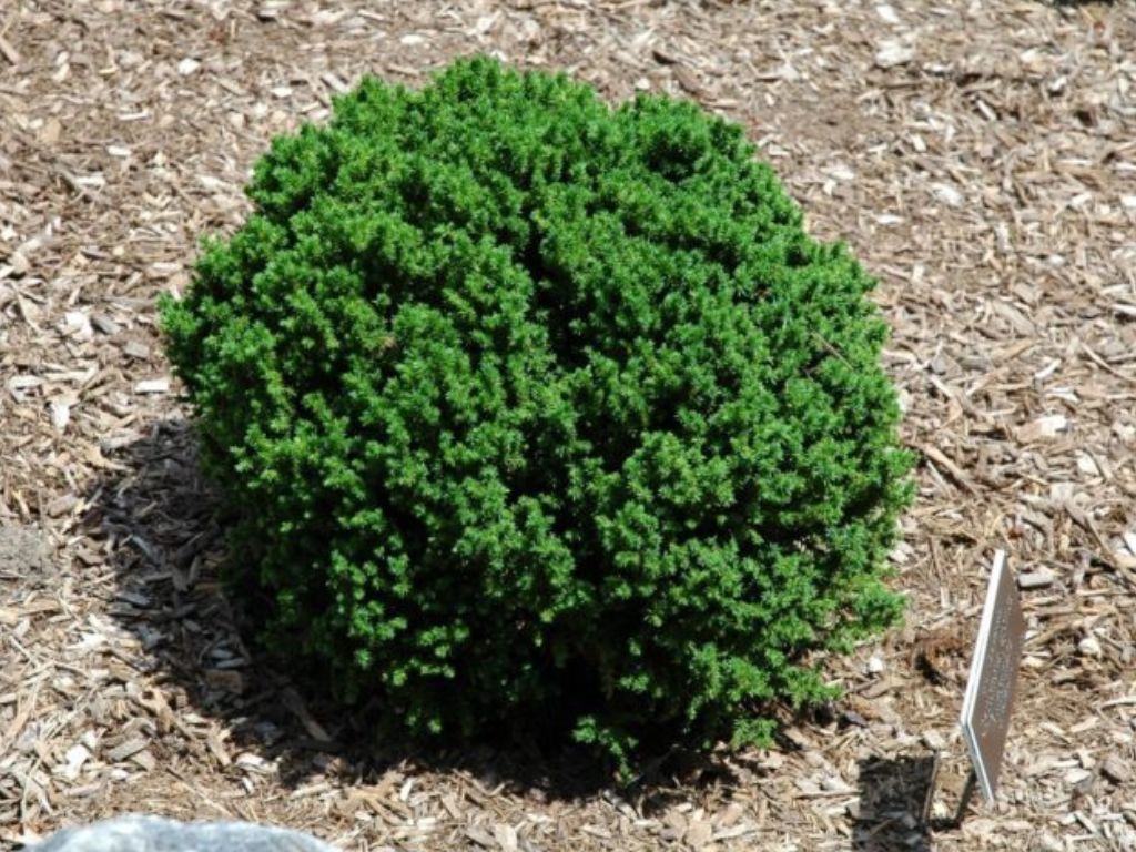 okrasne dreviny ducplant(5)