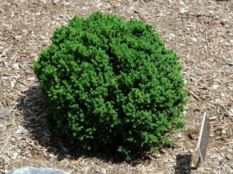 okrasne dreviny ducplant(5)