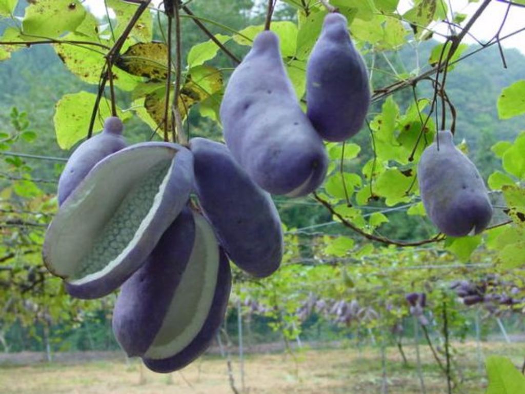 okrasne dreviny ducplant(298)