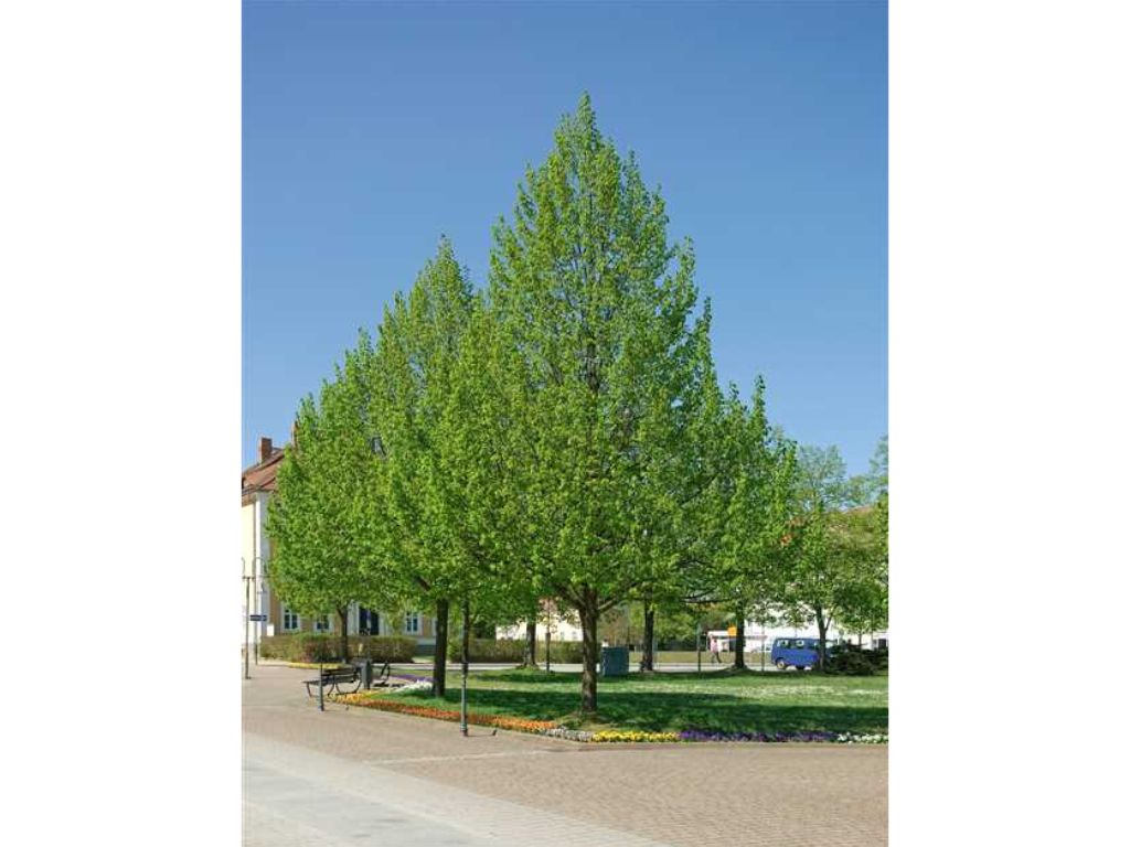 okrasne dreviny ducplant(545)