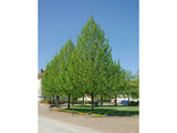 okrasne dreviny ducplant(545)