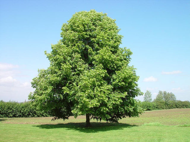 okrasne dreviny ducplant(547)