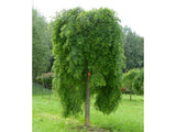 okrasne dreviny ducplant(222)